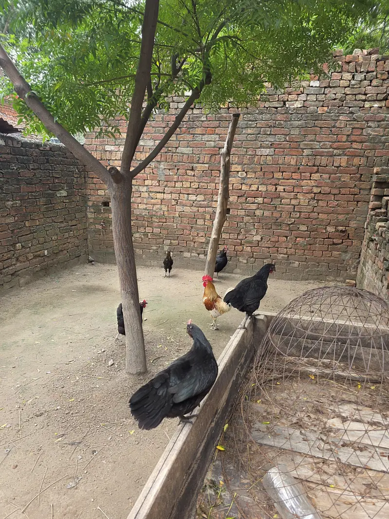 Desi Male female australop — photo 6