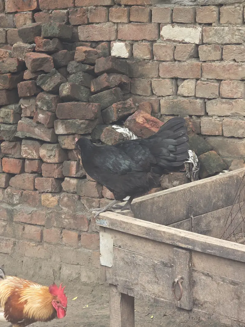 Desi Male female australop — photo 7