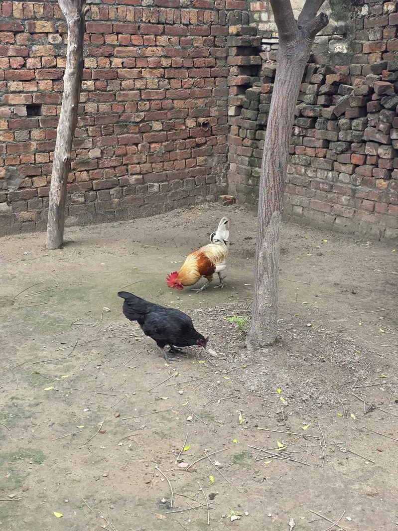 Desi Male female australop — photo 8