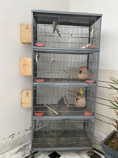 Cage & parrots for sale