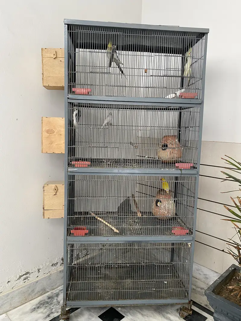 Cage & parrots for sale — photo 2