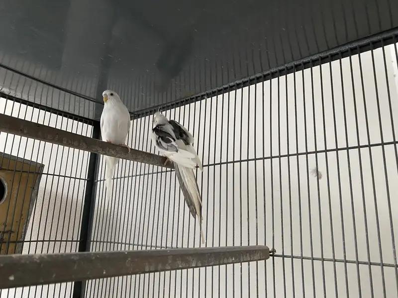 Cage & parrots for sale — photo 3
