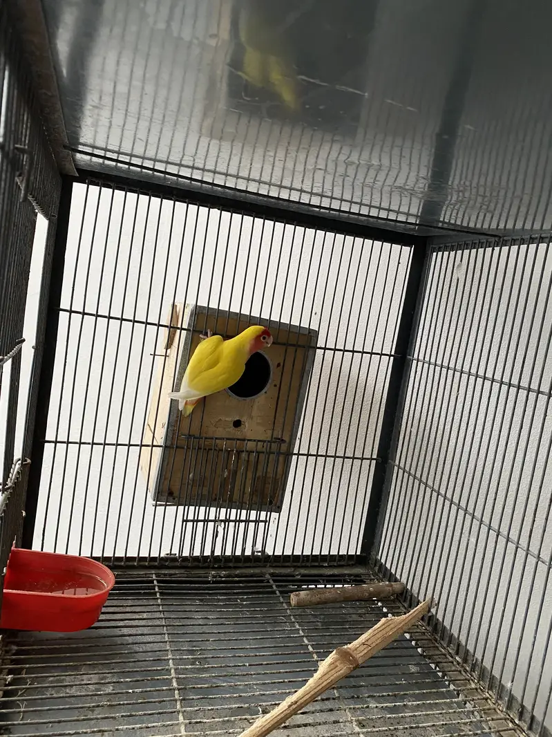 Cage & parrots for sale — photo 4