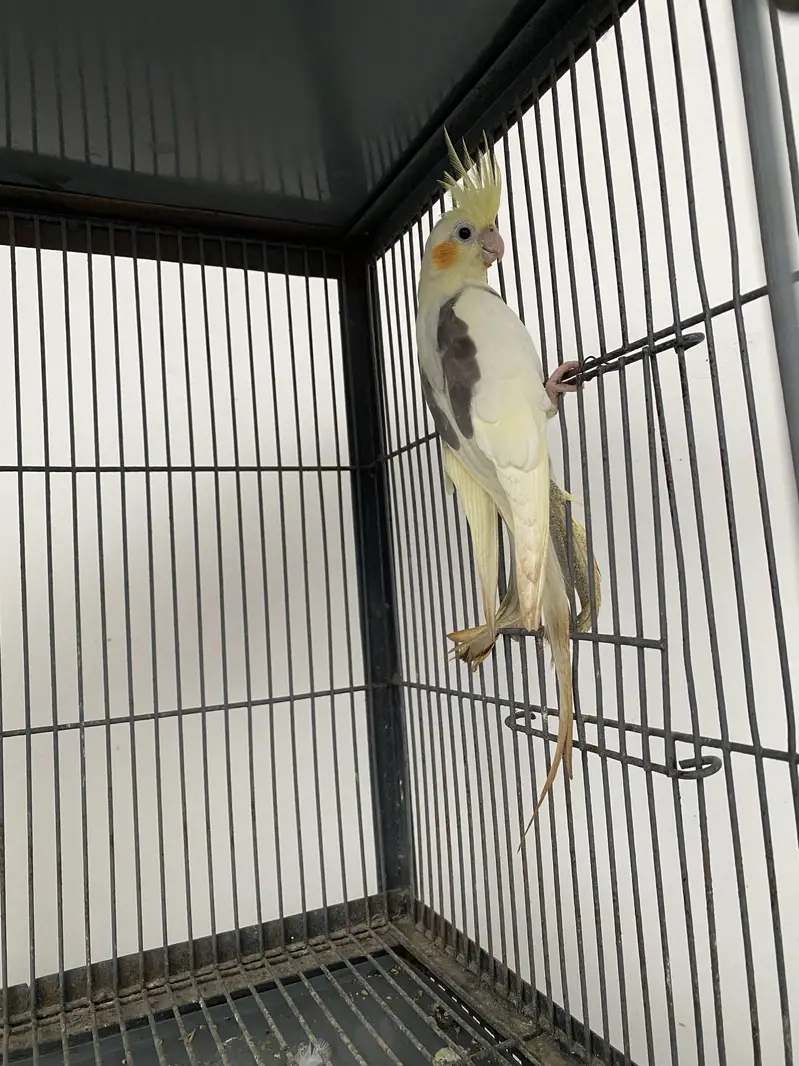 Cage & parrots for sale — photo 5