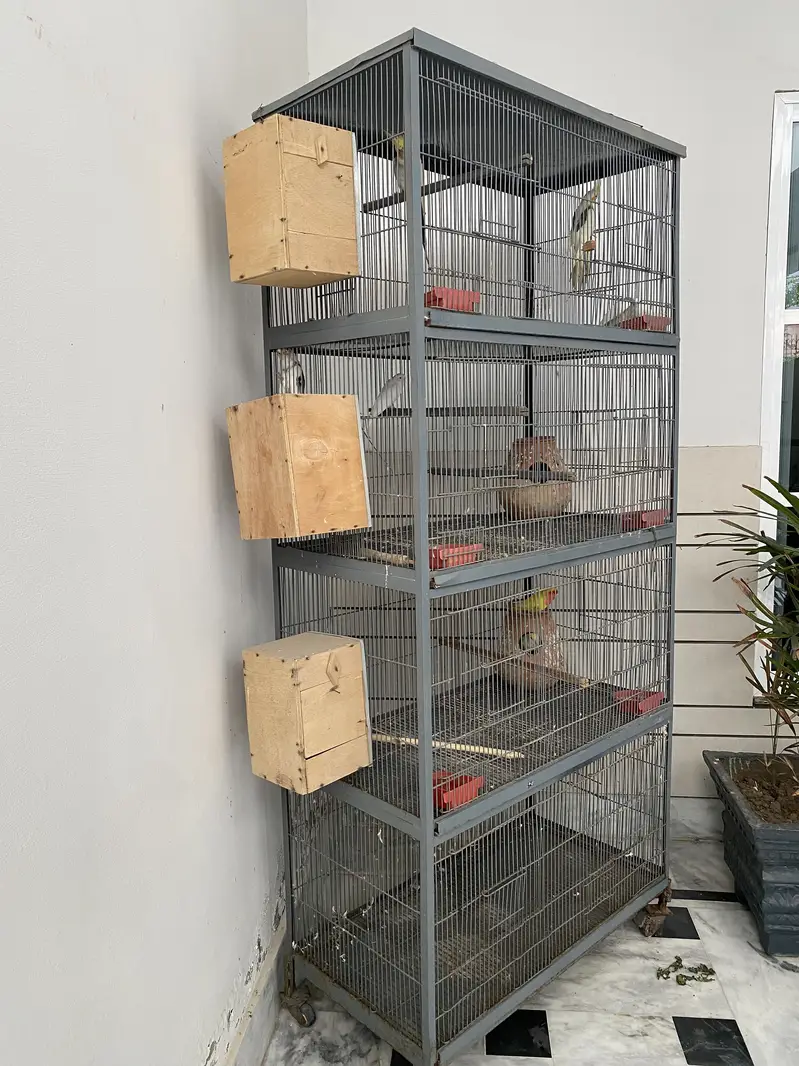 Cage & parrots for sale — photo 6