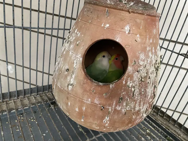 Cage & parrots for sale — photo 7
