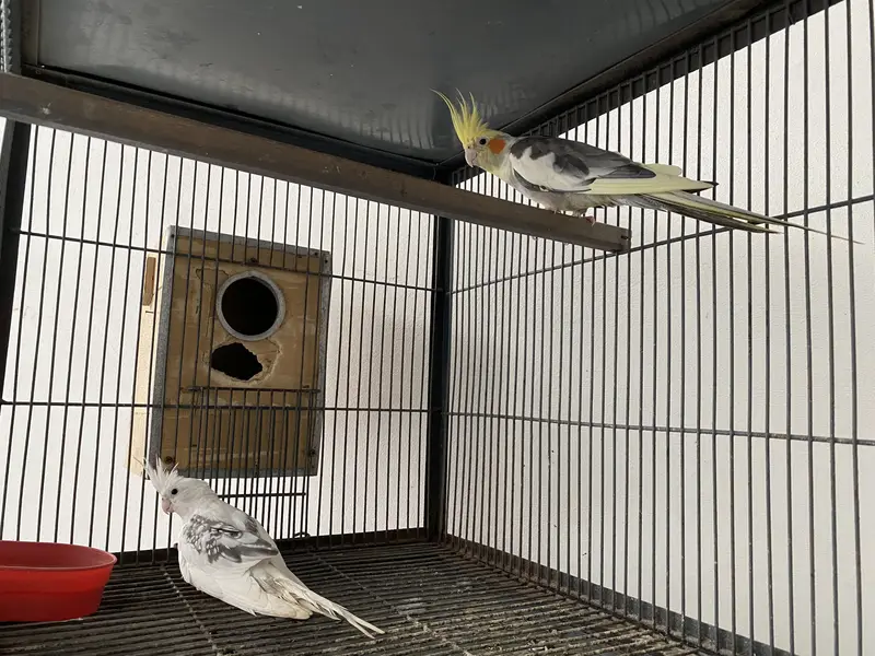 Cage & parrots for sale — photo 8