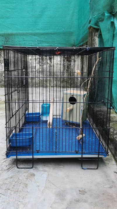 Bird Cage