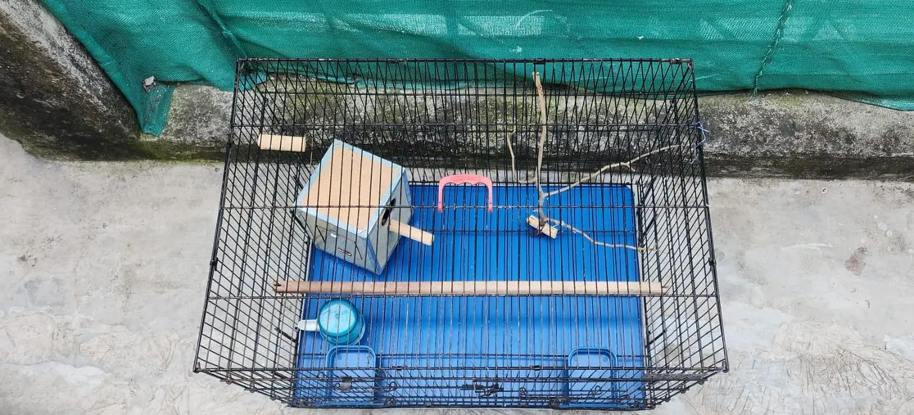 Bird Cage — photo 3