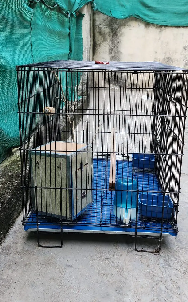Bird Cage — photo 4