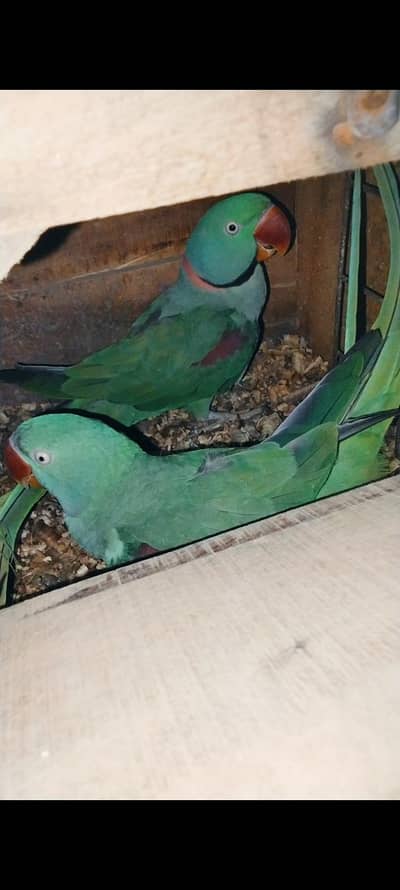 Pineapple Conure, Ringneck Pair & Raw Pair for Sale | Healthy Birds