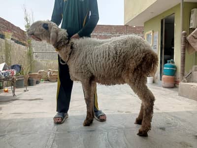 sheep for sale