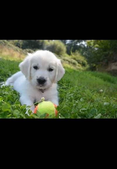 Healthy Small Puppy for Sale