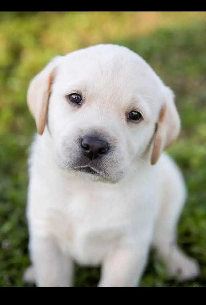 Healthy Small Puppy for Sale — photo 2