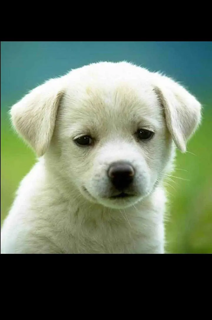Healthy Small Puppy for Sale — photo 3