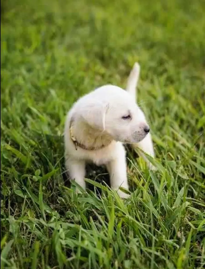 Healthy Small Puppy for Sale — photo 4