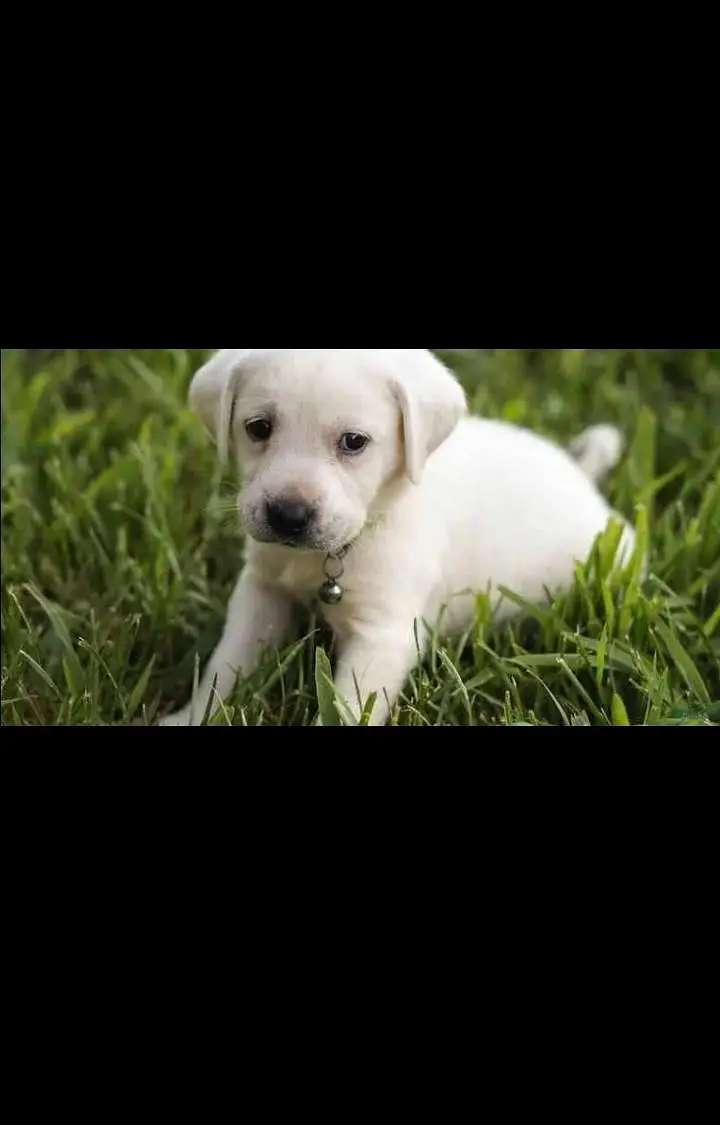Healthy Small Puppy for Sale — photo 5