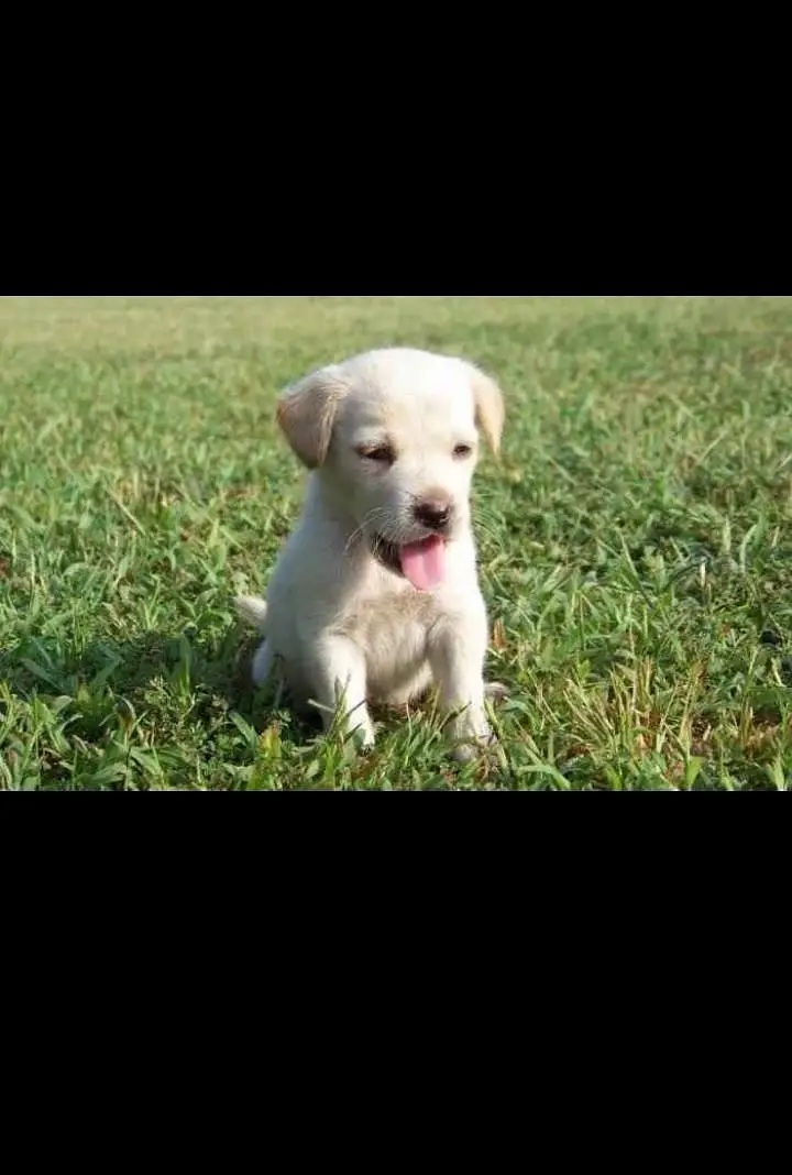 Healthy Small Puppy for Sale — photo 6