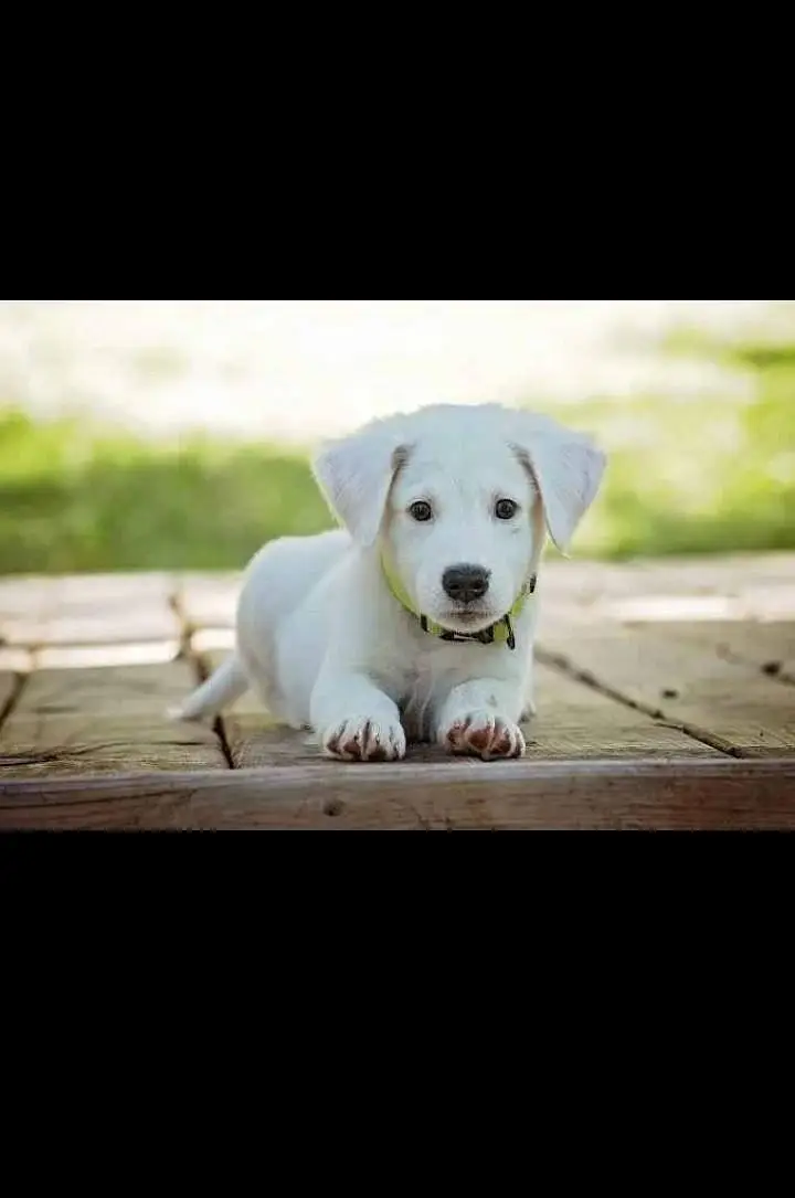 Healthy Small Puppy for Sale — photo 7