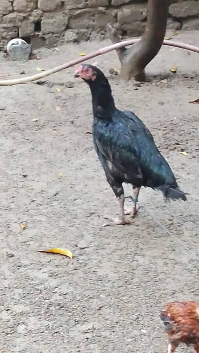 rooster and hen for sale