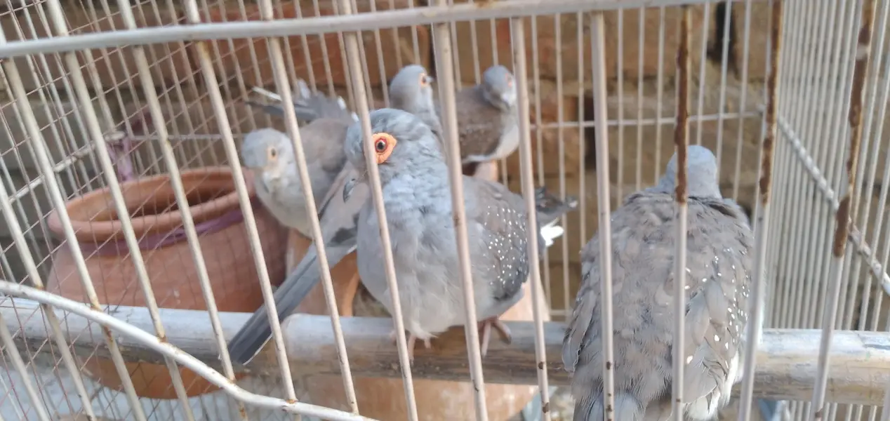 Dove Birds Grey — photo 2