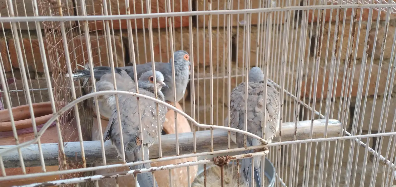 Dove Birds Grey — photo 3