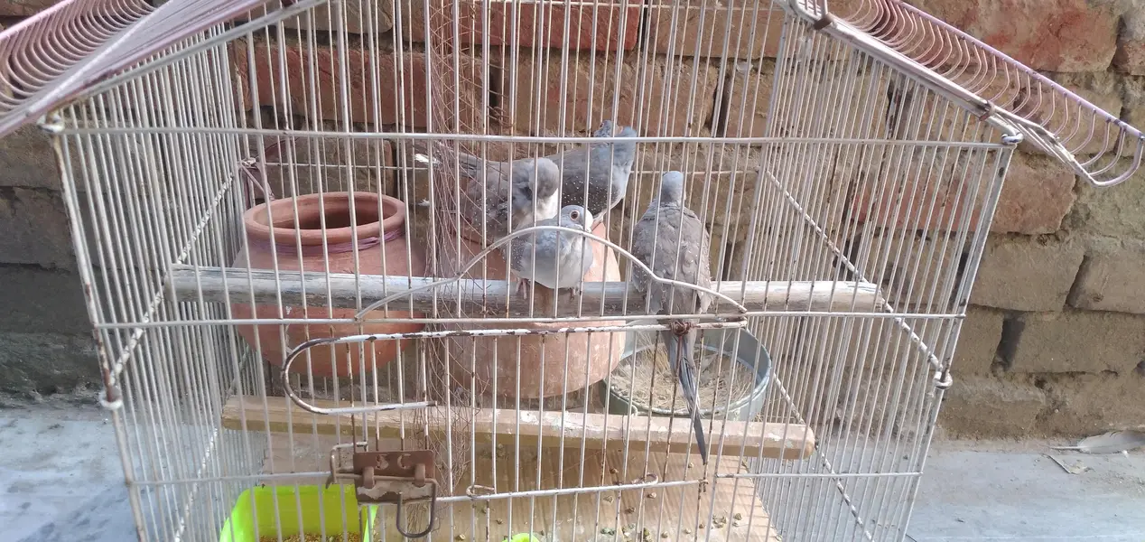 Dove Birds Grey — photo 4