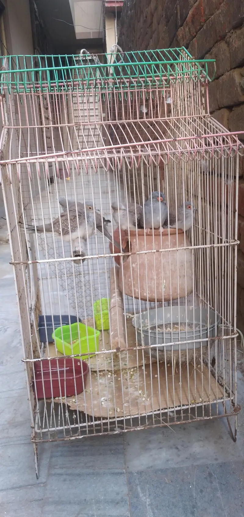Dove Birds Grey — photo 5
