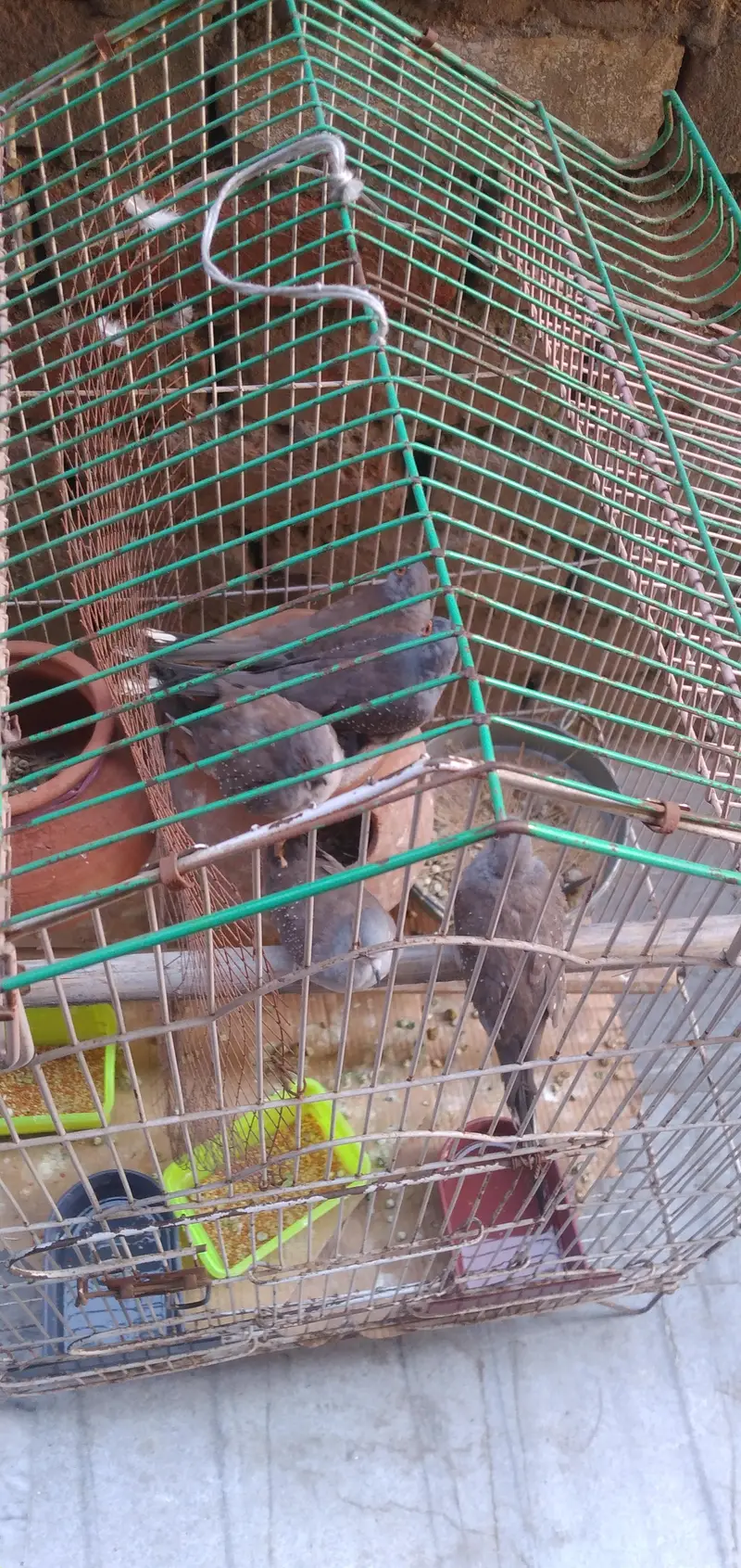 Dove Birds Grey — photo 6