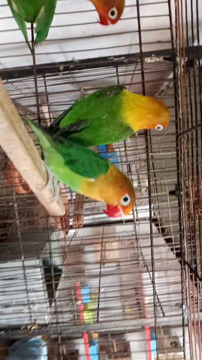 Lovebirds cocktail java dove conure duck hens yellow blue