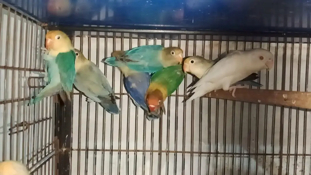 Lovebirds cocktail java dove conure duck hens yellow blue — photo 2
