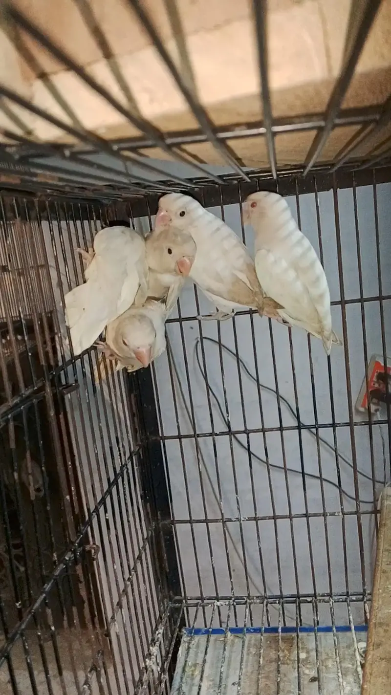 Lovebirds cocktail java dove conure duck hens yellow blue — photo 3