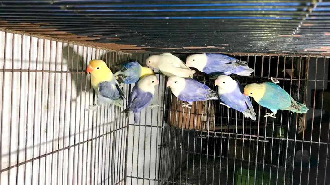 Lovebirds cocktail java dove conure duck hens yellow blue — photo 4