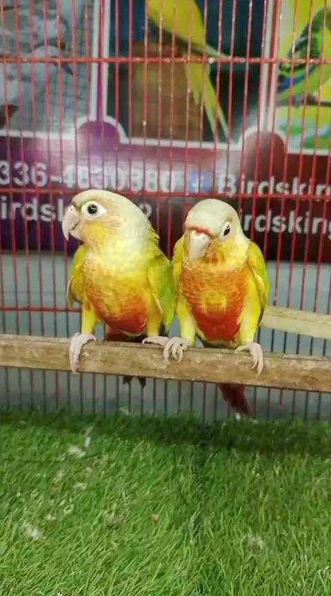 Lovebirds cocktail java dove conure duck hens yellow blue — photo 5