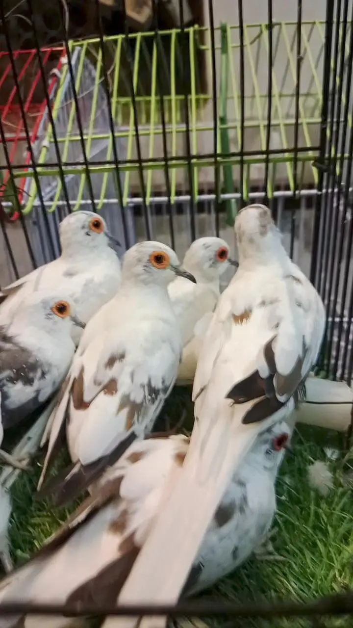 Lovebirds cocktail java dove conure duck hens yellow blue — photo 6