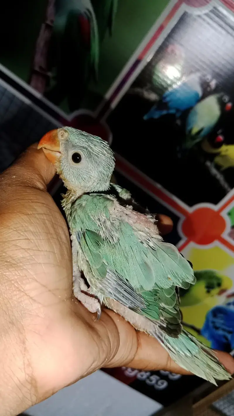 Lovebirds cocktail java dove conure duck hens yellow blue — photo 10
