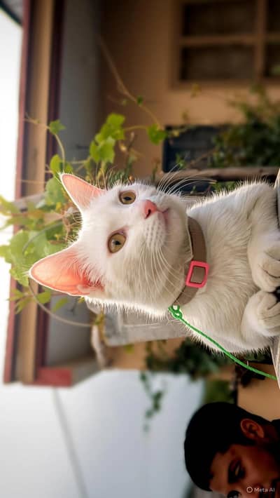 Female cat for adoption-Loving Indoor home needed