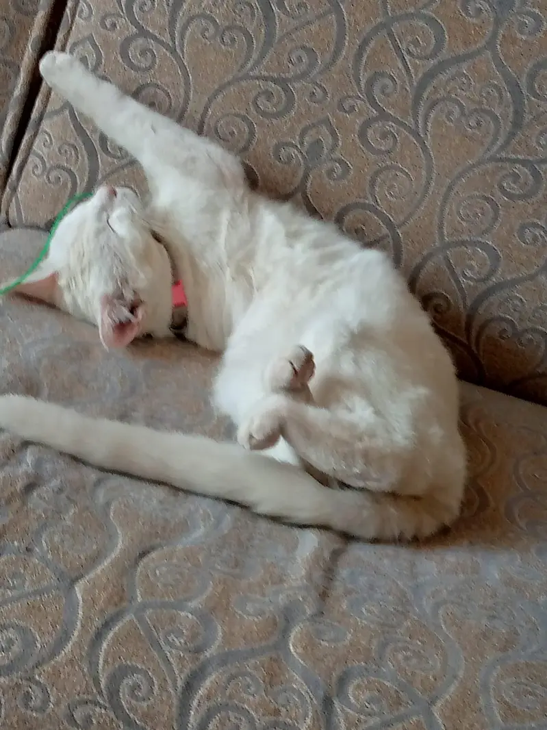 Female cat for adoption-Loving Indoor home needed — photo 3