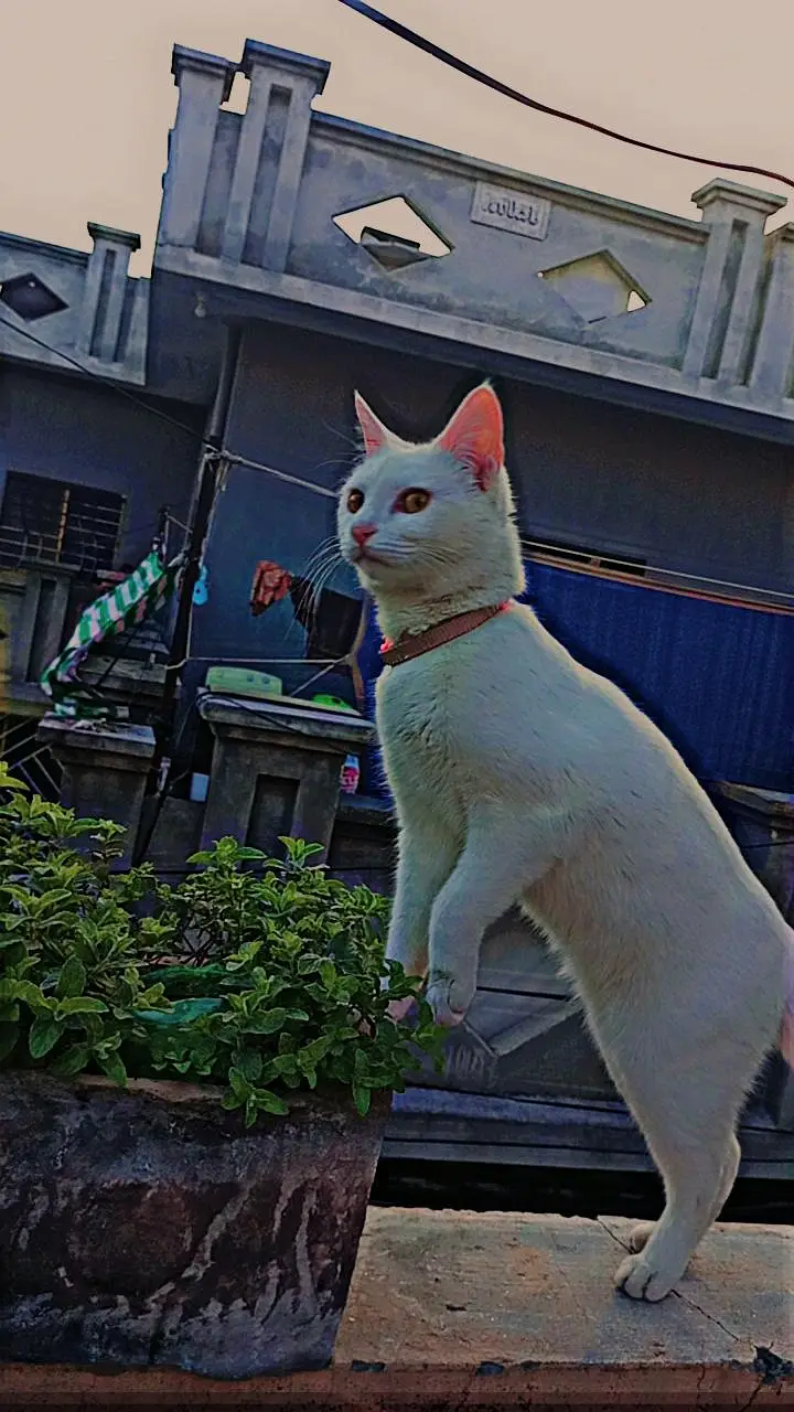 Female cat for adoption-Loving Indoor home needed — photo 4