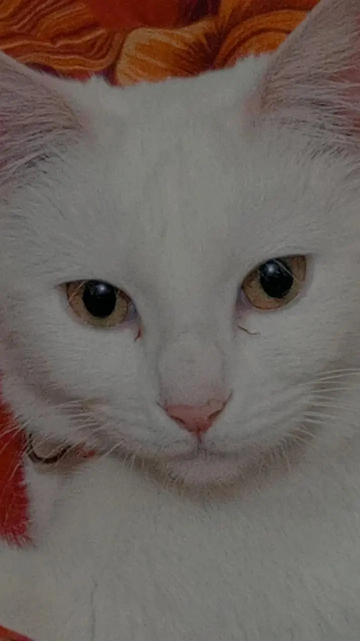 Female cat for adoption-Loving Indoor home needed — photo 5