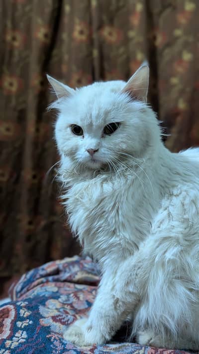 triple cotted punch face white female cat Whatsapp 03188100390