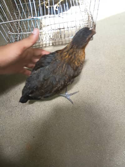 urgent for sale