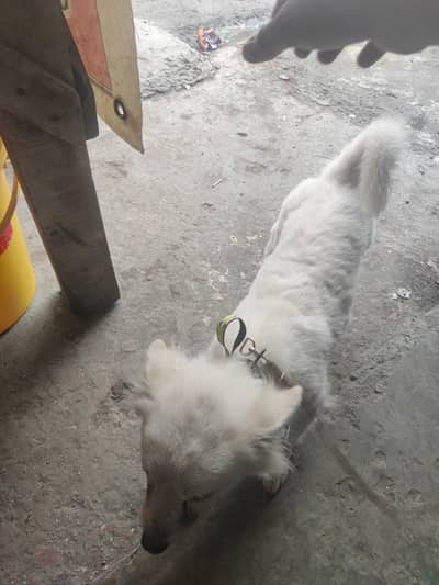 argent for sale