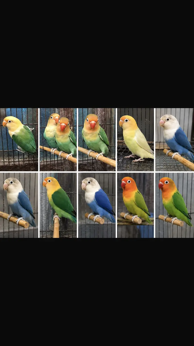 Lovebirds — photo 2
