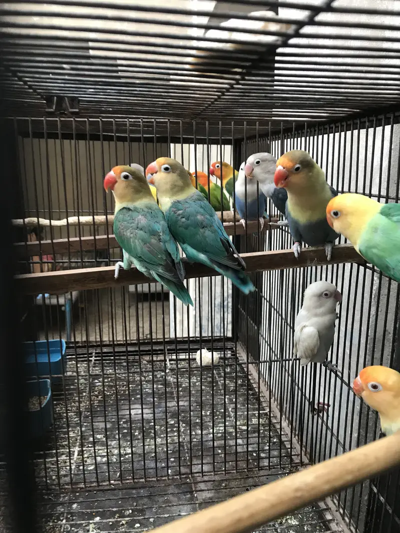 Lovebirds — photo 3