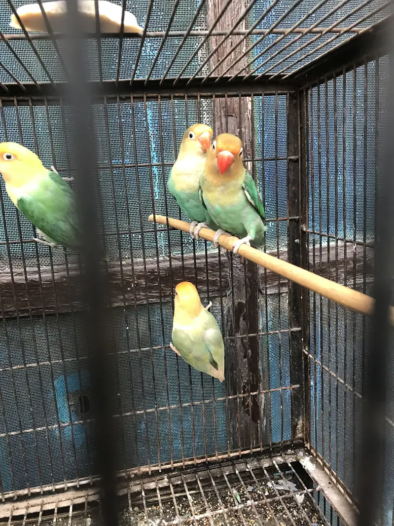 Lovebirds — photo 4