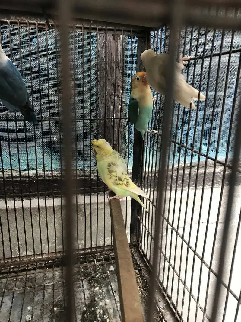 Lovebirds — photo 5