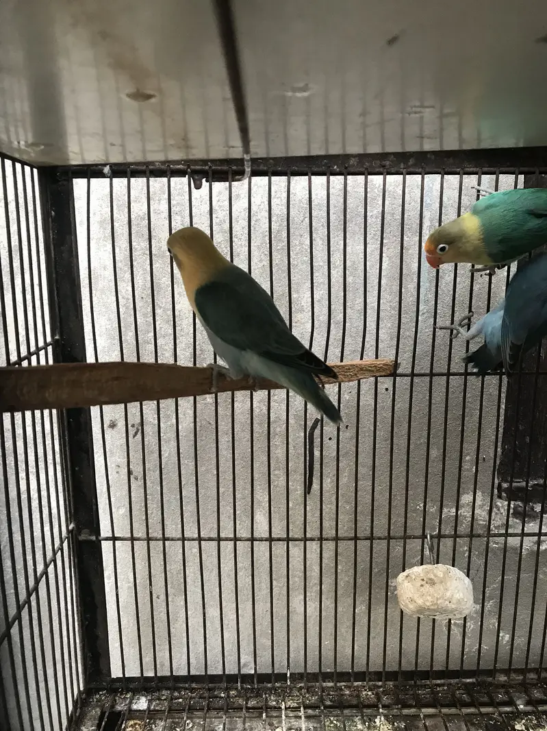 Lovebirds — photo 6