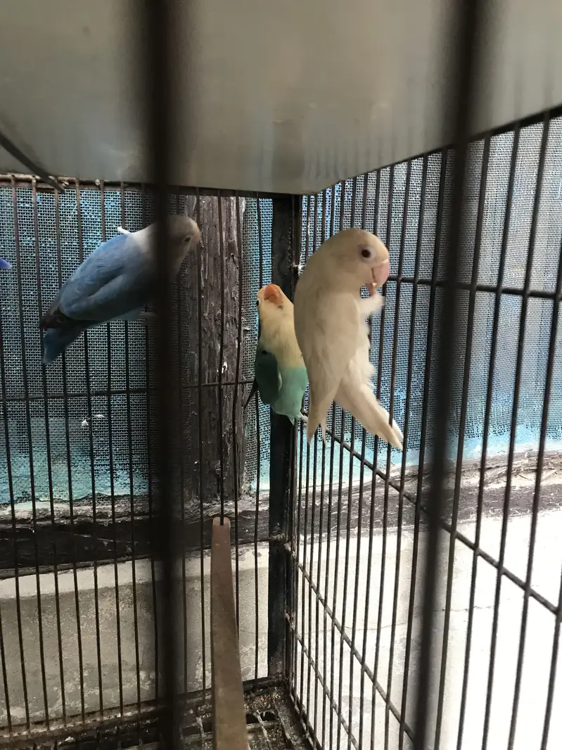 Lovebirds — photo 7