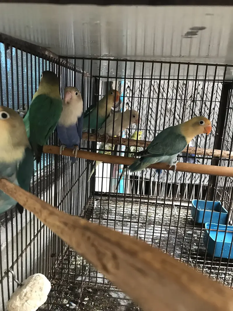 Lovebirds — photo 8